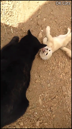 Amazing Cat GIF • Cute Fennec Fox reunited with his best friend, the black cat [ok-cats-gifs.com]