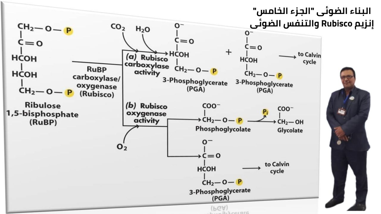 إنزيم الربيسكو Rubisco والتنفس الضوئى
