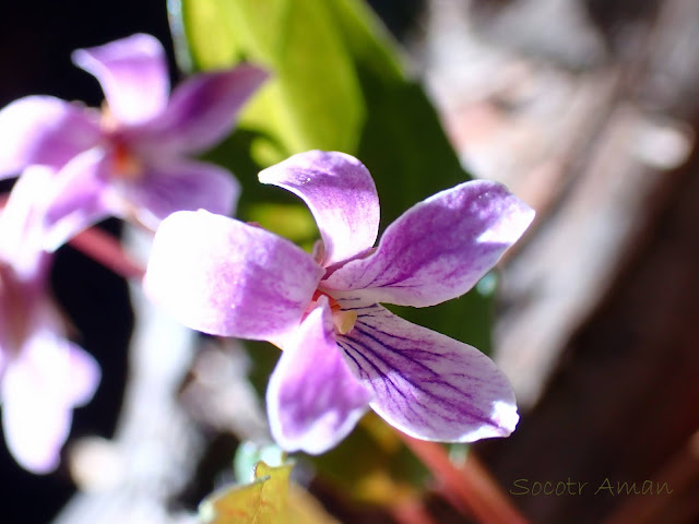 Viola violacea