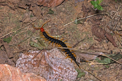 Centipede Totem Animal