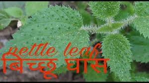 kandali, Nettle leaf