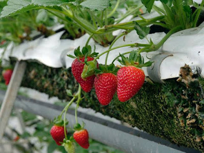 How To Tips For Strawberry Plant Care