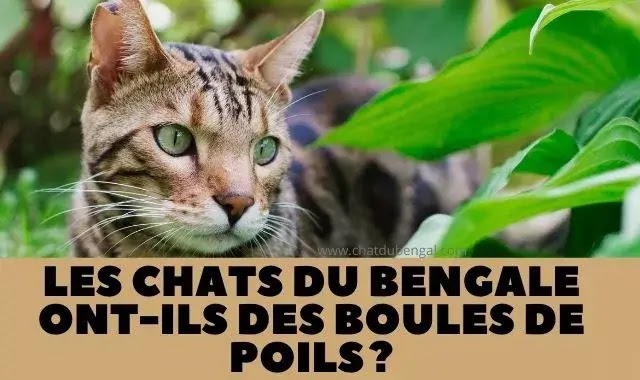 Les Chats Du Bengale Ont-Ils Des Boules De Poils ?