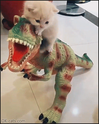 Cute Cat GIF • Snuzzy Kitty ridding T-Rex toy but Mom is scared and worried for her baby. “Go down from there!” [ok-cats.com]