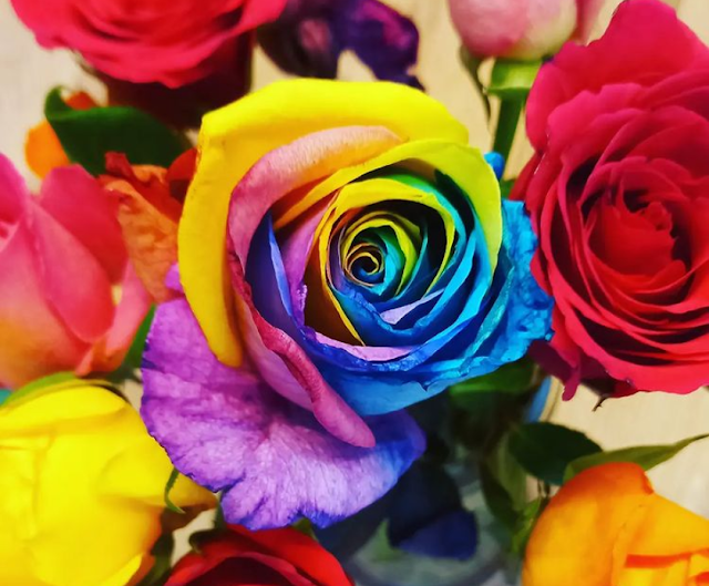 A rainbow rose