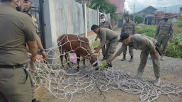 Ganggu Ketertiban, Satpol PP Amankan Sapi Tak Bertuan, Begini Penegasan Kasatpol PP WH Banda Aceh