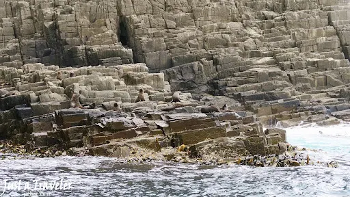 塔斯馬尼亞-海獅-海豹-景點-推薦-布魯尼島-Bruny-Island-遊船-澳洲-Tasmania-Tourist-Attraction-Australia