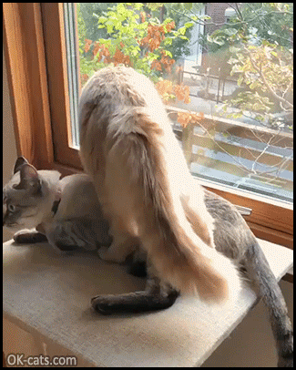 Funny Cat GIF • Shameless cat: “It it fits, I sits, even on you dude, haha!” [ok-cats.com]