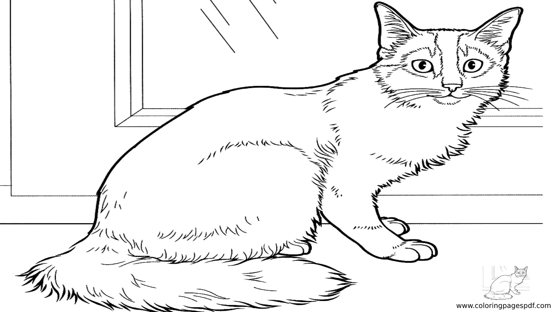 Beautiful Cat Coloring Pages
