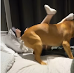 Nighttime Shenanigans: When a Giant Pitbull Takes Over the Bed