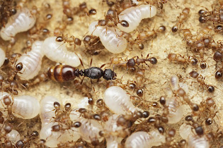 A ant queen on her nest with eggs and other offspring