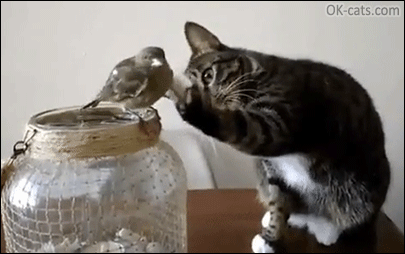 Cute Cat GIF • Shy cat gently petting little bird. “I am your friend birdie, don't be afraid.” [ok-cats.com]