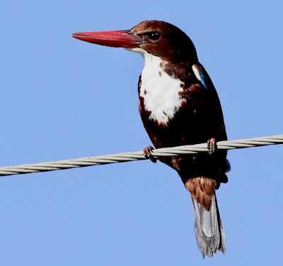 White-throated Kingfisher