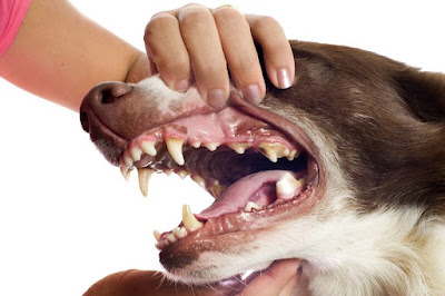 La Higiene Dental en el Perro