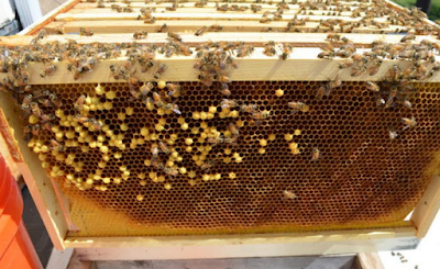 Μελισσοκομικά Προβλήματα: Υπάρχει κηφηνογόνος αλλά υπάρχει και Βασίλισσα 