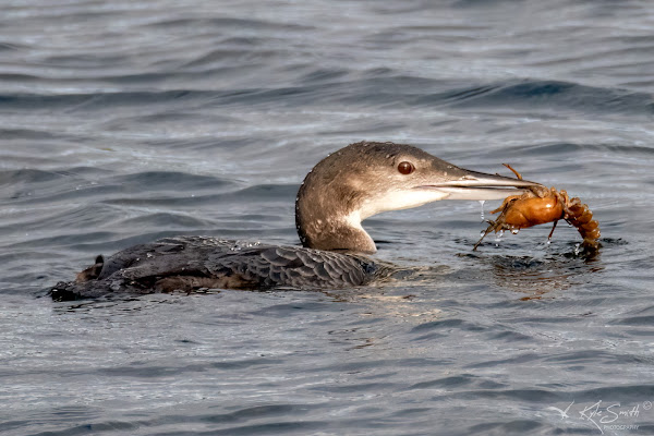 Great northern diver