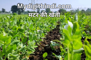 मटर की खेती | Pea Farming