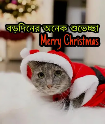 Merry Christmas Images, Wishes, Pictures In Bengali 2022 - বড়দিনের ছবি, শুভেচ্ছাবার্তা - Borodiner Images, Pic