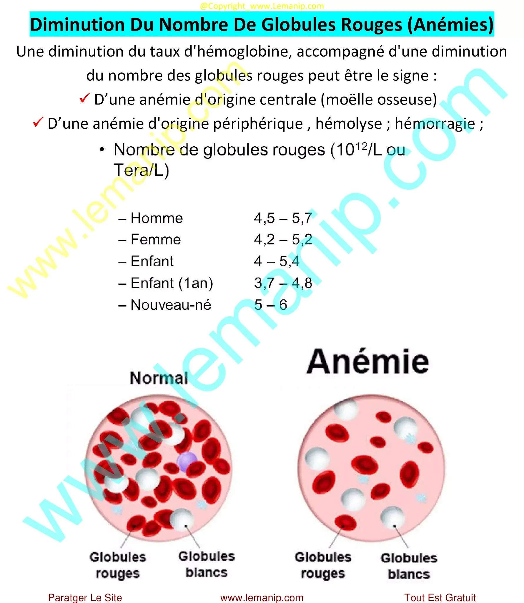 Anémies : Diminution Du Nombre De Globules Rouges