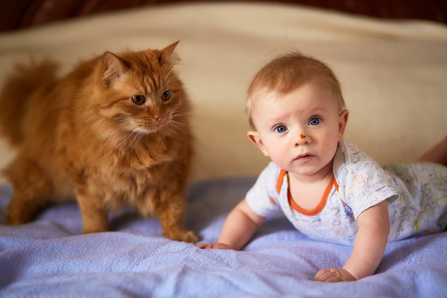 Bebés y mascotas