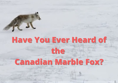 Have you ever heard of the Canadian Marble Fox?