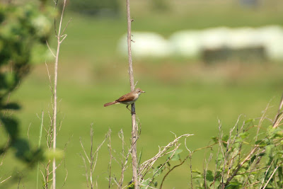 Grasmus - Hagekrûper - Curruca communis