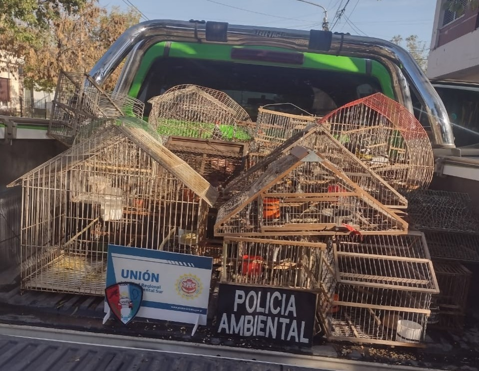 Allanamiento de Policía Ambiental en Monte Maíz, rescataron aves