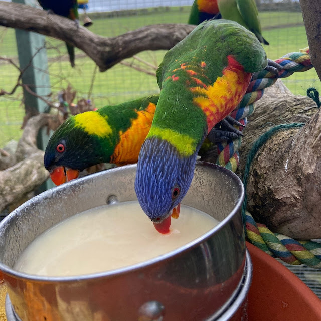 Potter's World at Lanchester Garden Centre - lorikeets