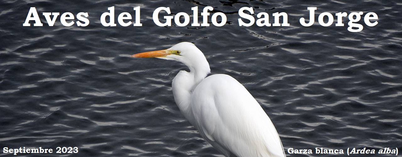 Aves del Golfo San Jorge