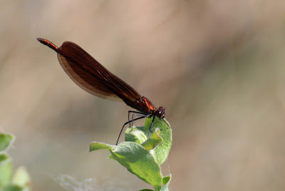 Koperen Beekjuffer - - Calopteryx haemorrhoidalis