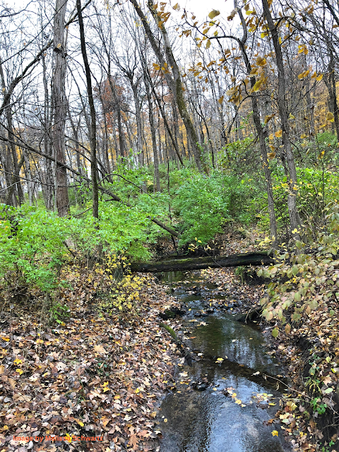 Lyon Creek trickles through a forest full of newly fallen leaves.