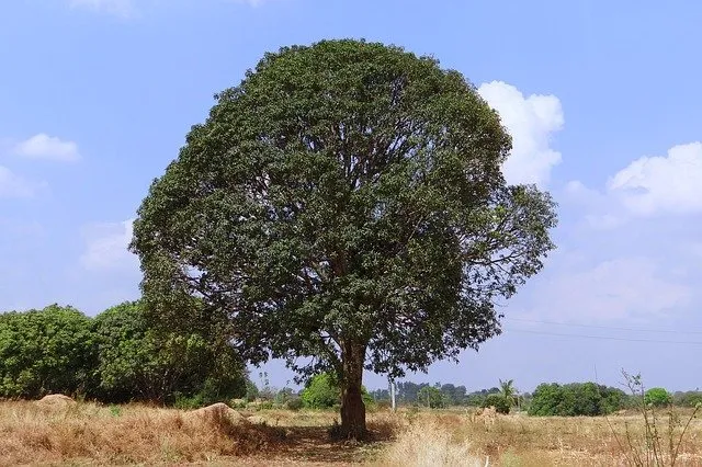 mango-tree-pic