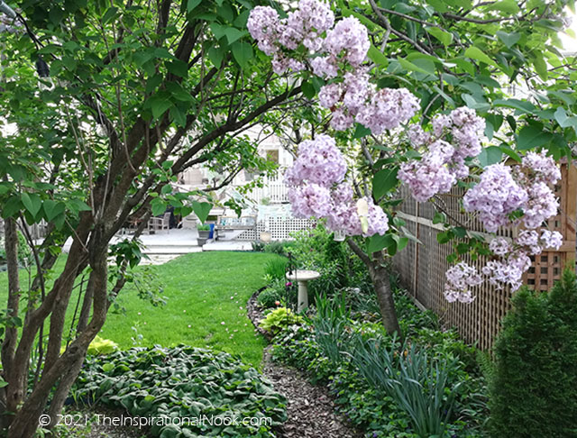 4 season perennial garden, Perennial garden for all season color, zone 5, lilacs