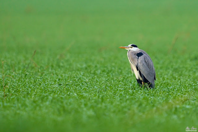 Grey Heron