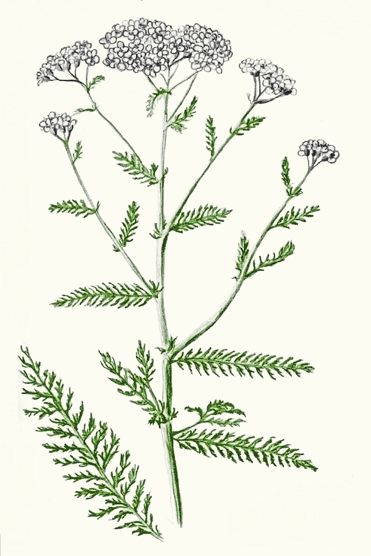 rebríček obyčajný (Achillea millefolium)