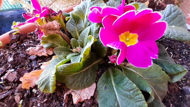 Prímula (Primula acaulis L.).