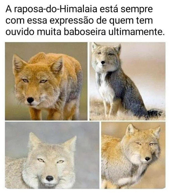 150 memes fofos de animais para você ter na manga