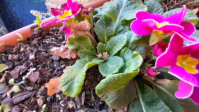 Prímula (Primula acaulis L.).