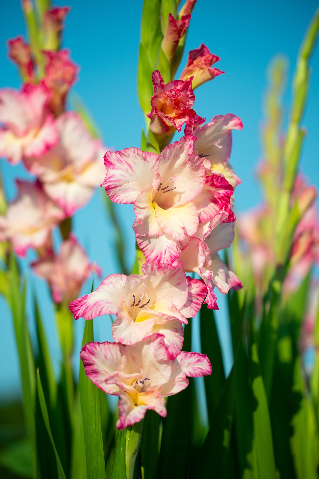 Gladiolus Poppy For August