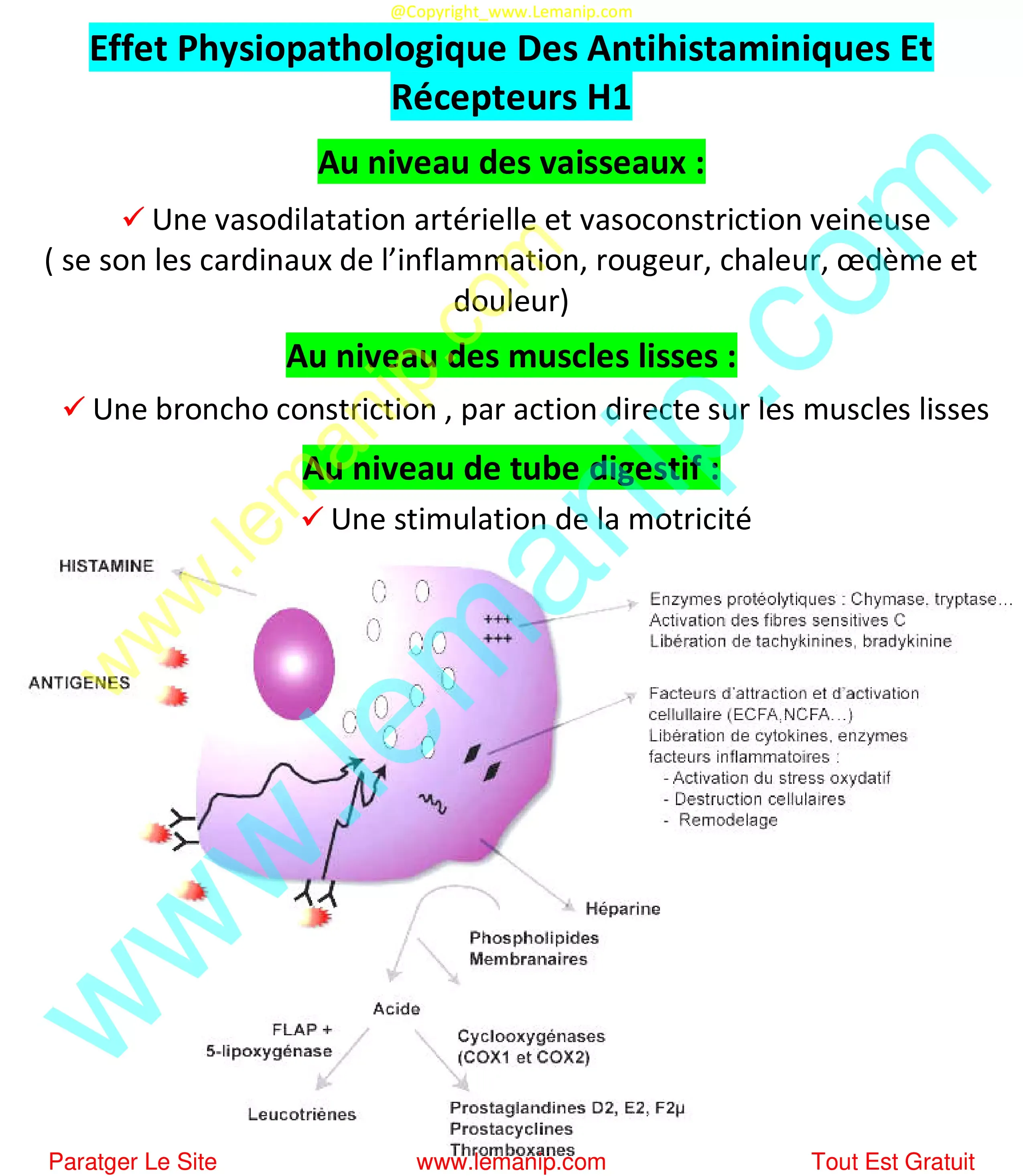 Effet Physiopathologique Des Antihistaminiques Et Récepteurs H1