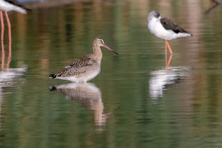 aguja-colinegra-limosa-limosa-