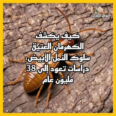 سلوك النمل الأبيض قبل 38 مليون عام وكيف يؤثر في فهم تطور السلوكيات الاجتماعية.