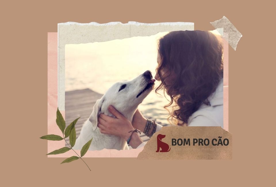 Blog Bom Pro Cão