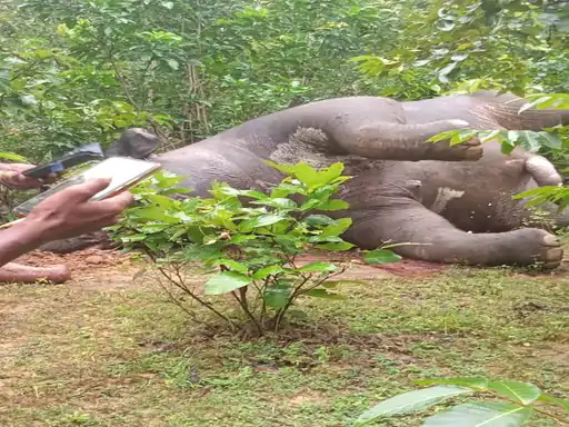  हाथी का मिला 3 दिन पुराना शव:छाल रेंज में बीट गार्ड की लापरवाही उजागर; सितंबर में भी 7 दिन पुरानी लाश हुई थी बरामद