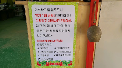 경북 고령 딸기체험 교육장-여왕딸기 인스타그램 서비스