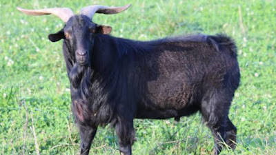 Spanish goat breed