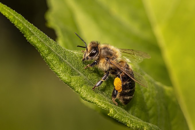 Crazy but Useful Information about Honey Bees