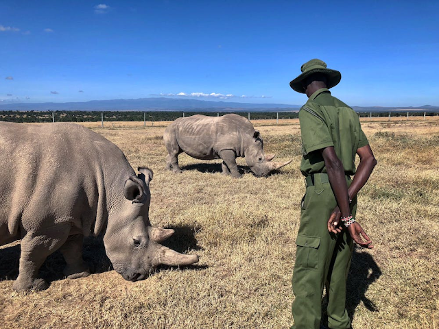 جهود حماية وحيد القرن