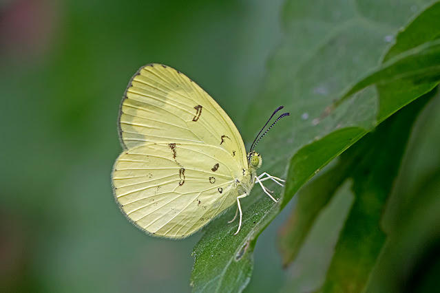 Eurema novapallida