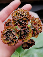 махровые аурикулы auricula  'Lincoln Elf'